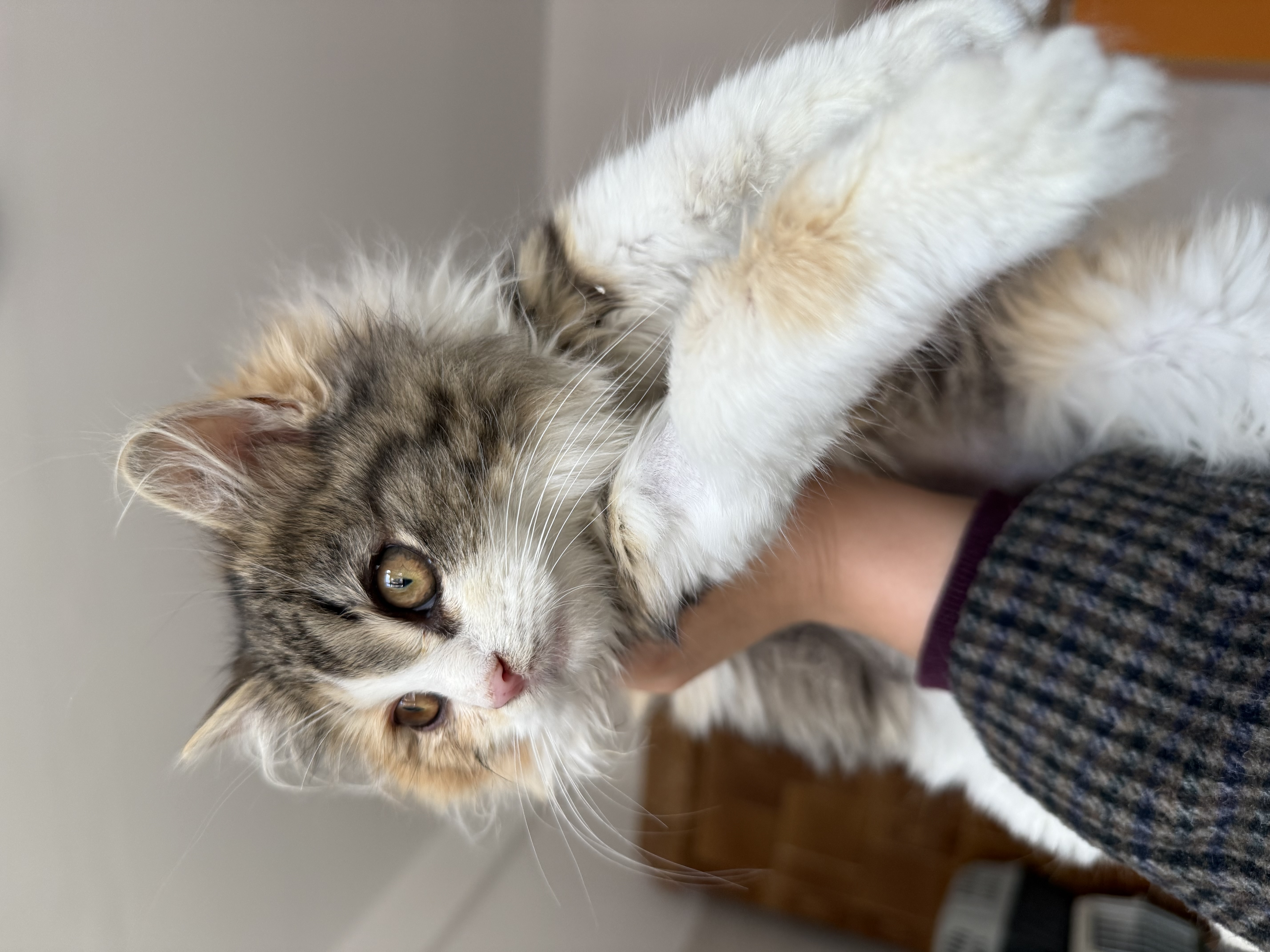 🧁 Anita, fetiță de 7 luni, îşi caută familie în București