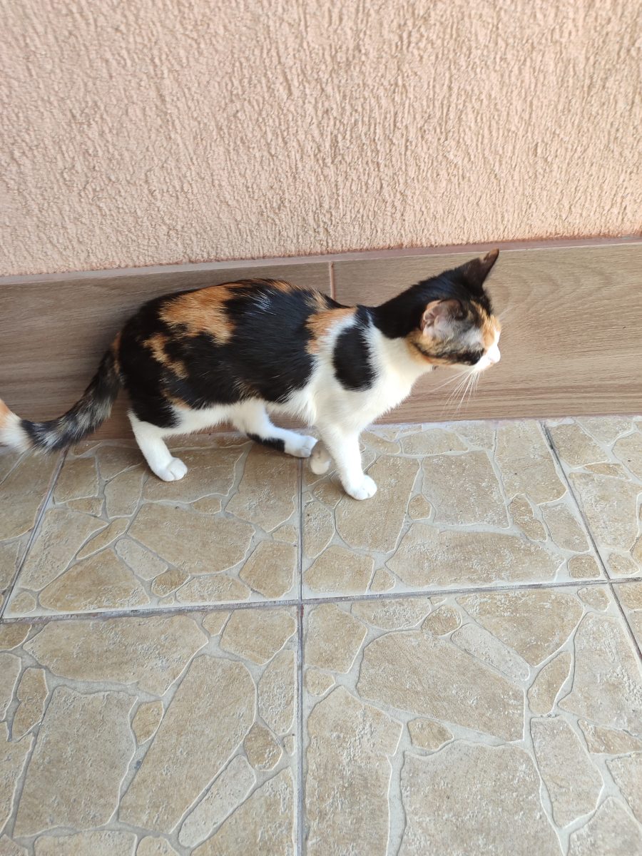 Pisica Calico