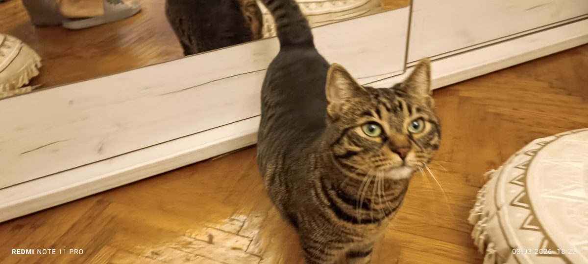 Donez doua pisici Anima și Bella