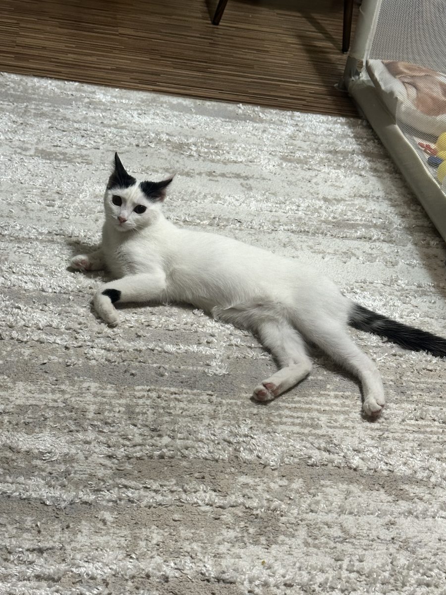 Daisy 7 luni potrivită pentru curte