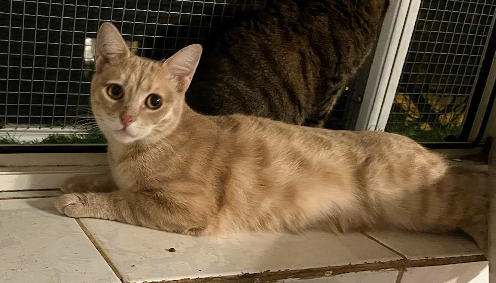 Metisi British Shorthair pui