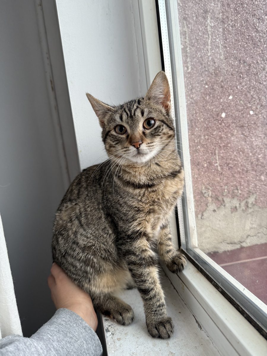 ❣️ Miri își caută omul ei ❣️ adopție București