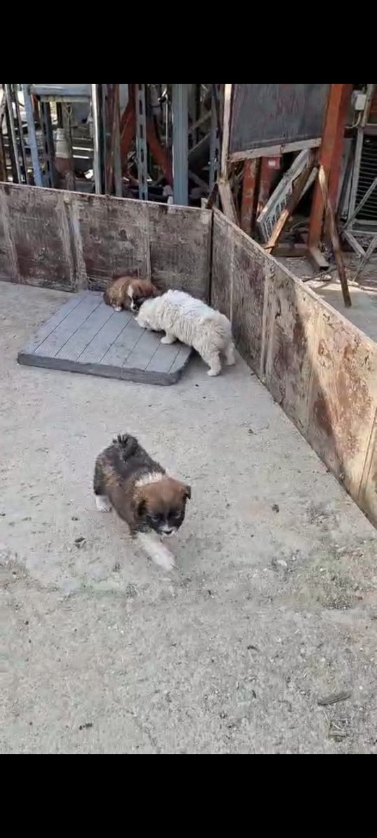 URGENT – CĂȚELUȘI PENTRU ADOPȚIE 🐶