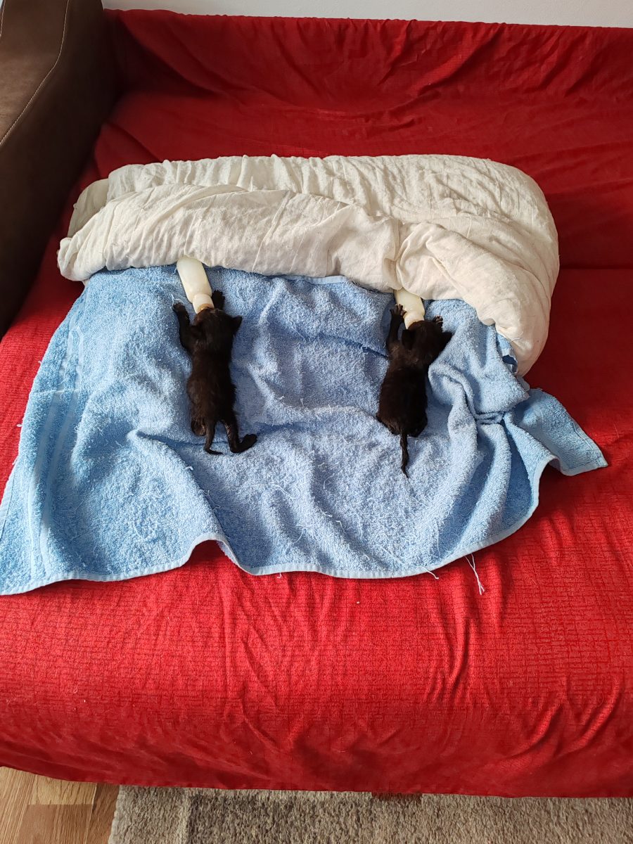 3 Pisici caută stăpân