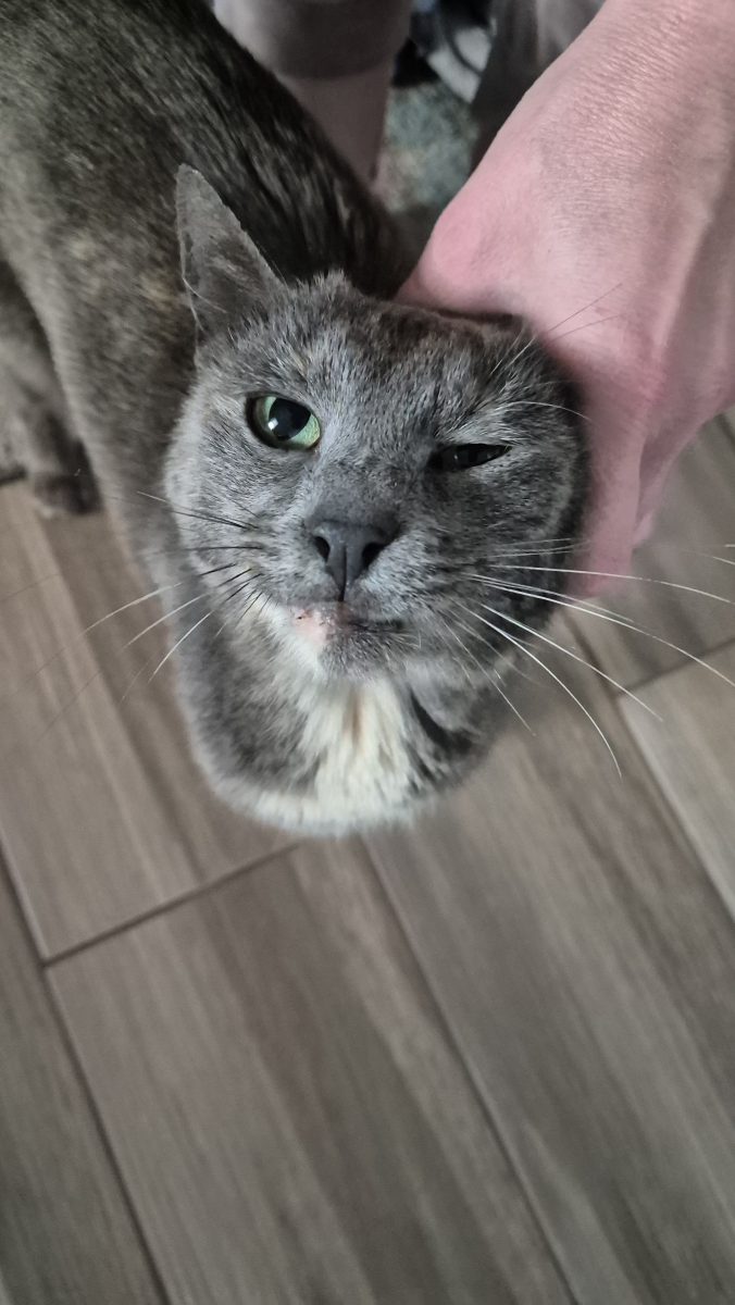 Cleo