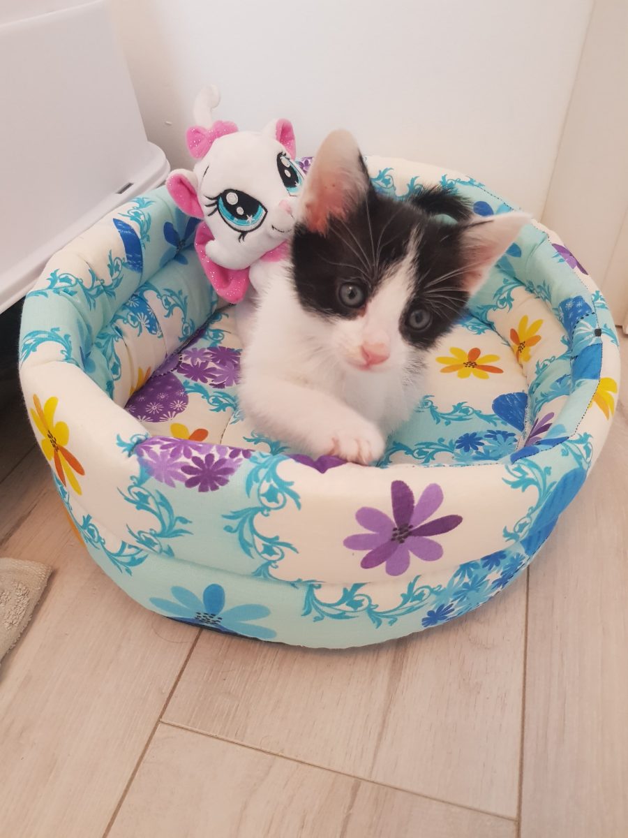 Bobiță iși caută familie