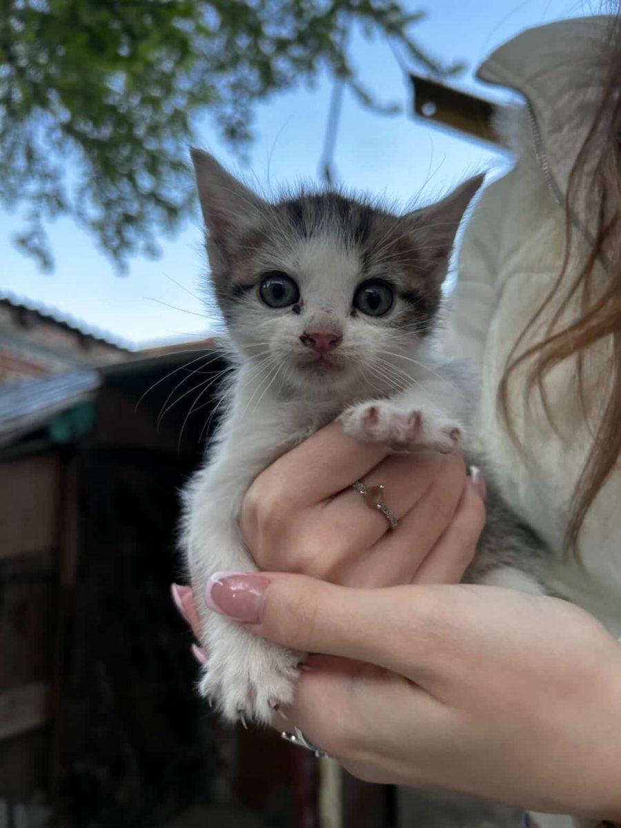 dau spre adopție aceste pisicuțe