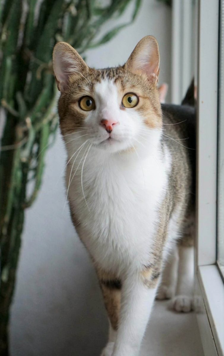 Dobby, genul de baiat bun, prieten cu toata lumea