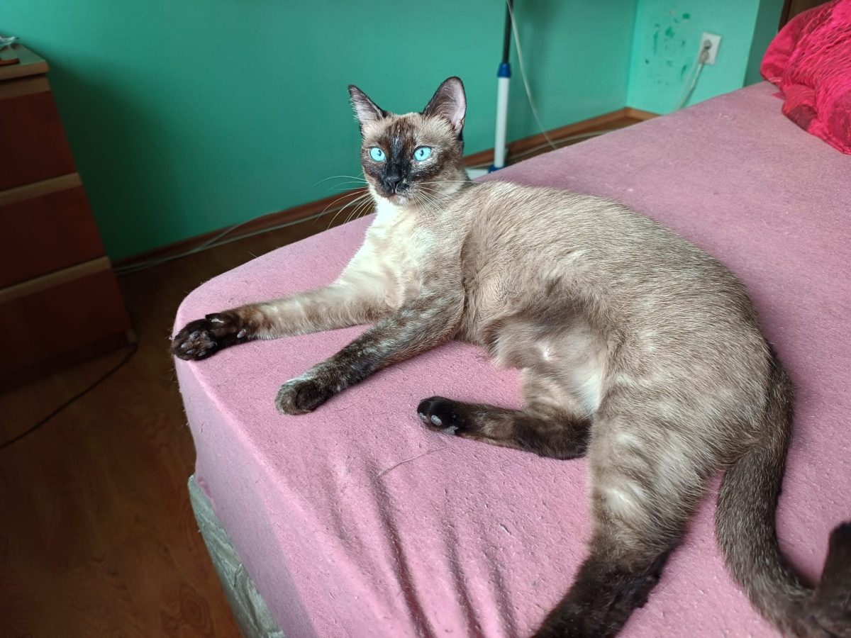 Adoptie responsabilă București