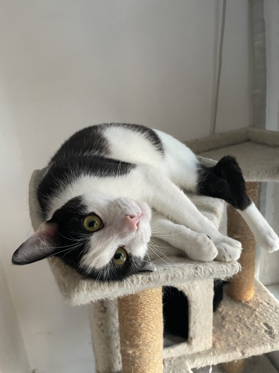 🐾 FRANȚI caută o familie pentru totdeauna 🐾