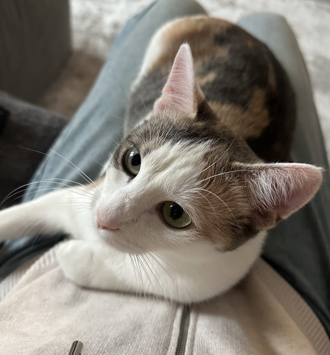 Luna, o pisică adorabilă își caută o nouă familie