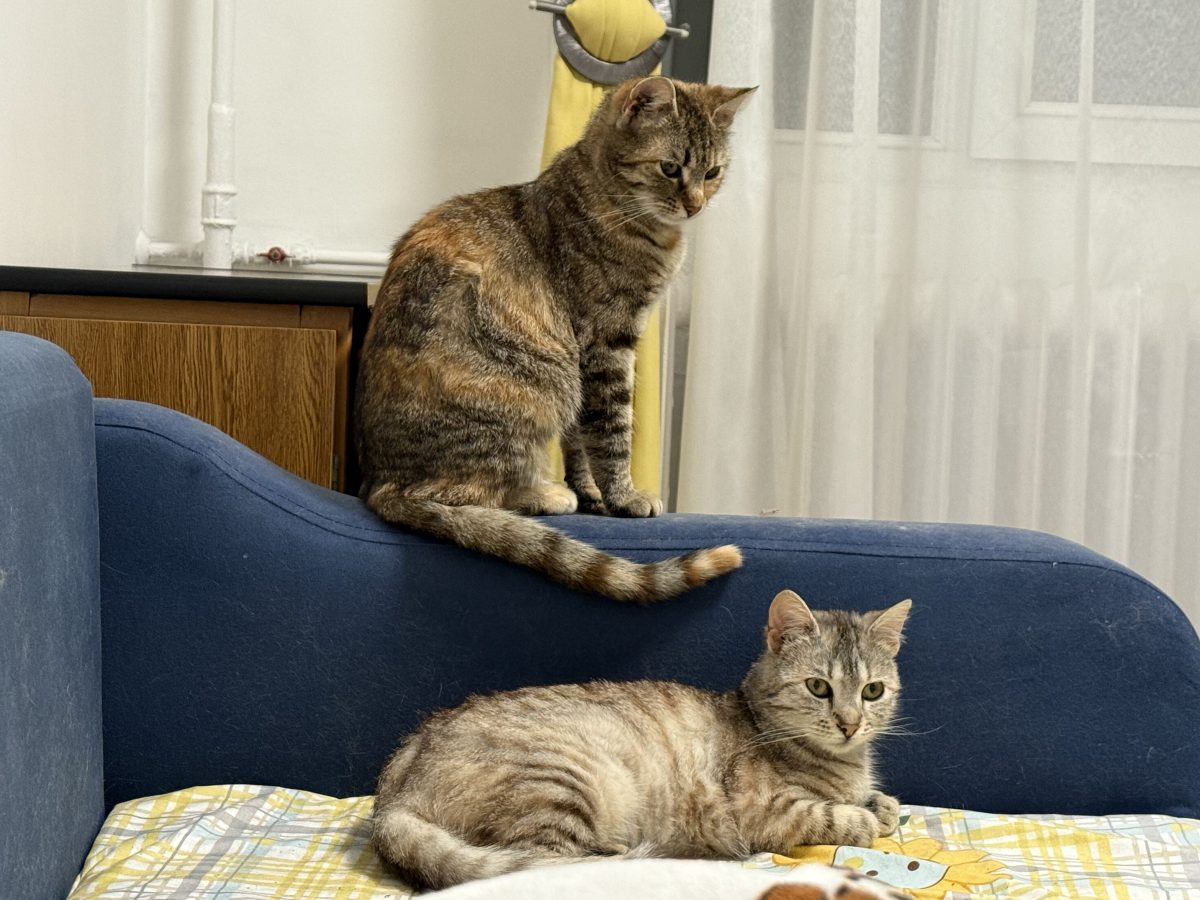 Adopție 2 pisici -1 an
