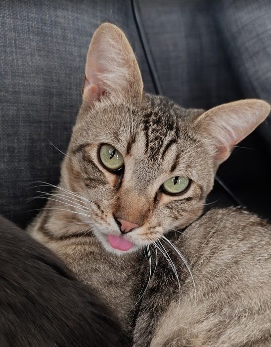 Un gentleman tigrat își caută „omul favorit”! 🐾