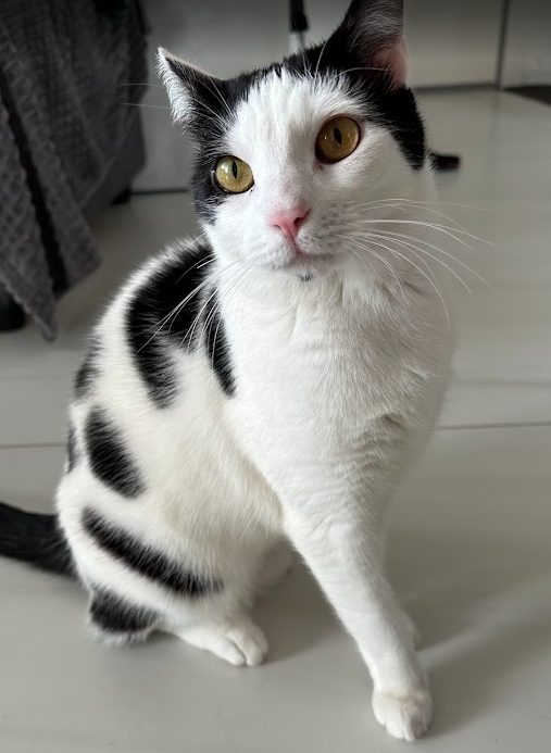 Adopție: Milka cea  Elegantă caută Familie! 🐾