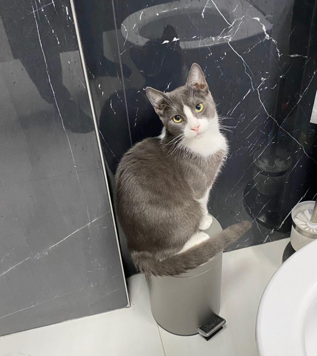 Mini, motanul Tuxedo