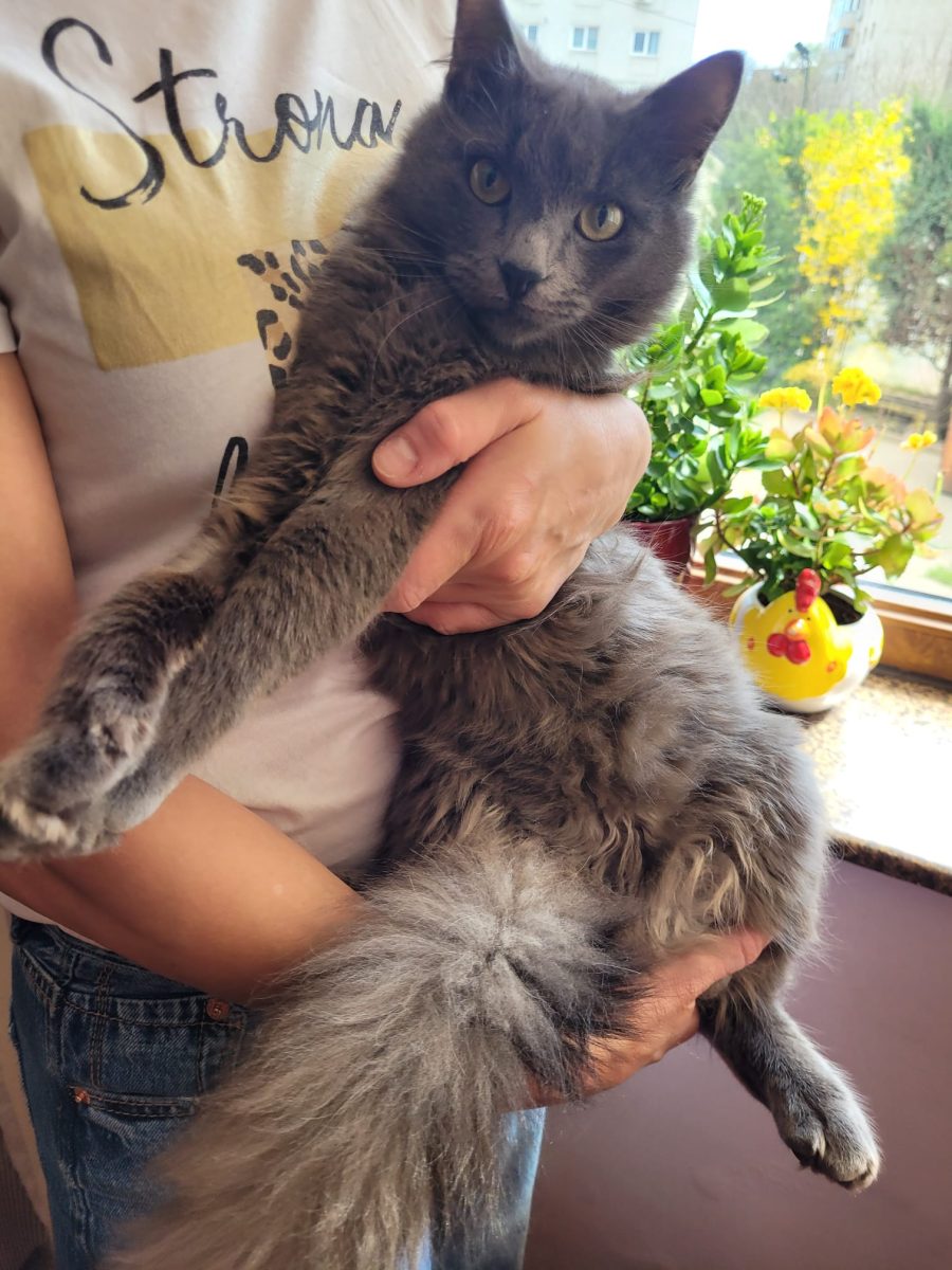 Adoptie motanel superb de 8 luni – VACCINAT DEPARAZITAT