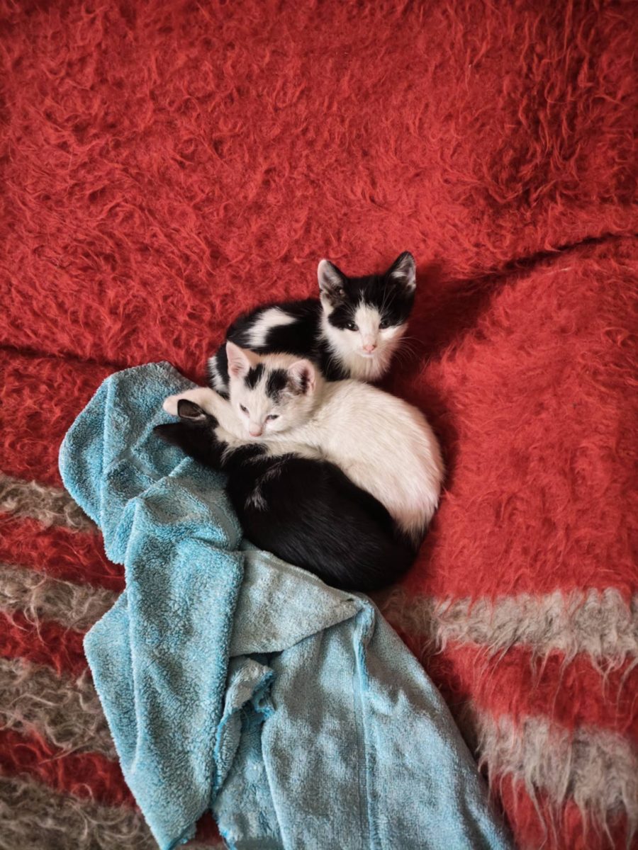 Trei fetițe „Tuxedo” superbe – Urgență adopție (interacțiune dificilă cu câinii!)