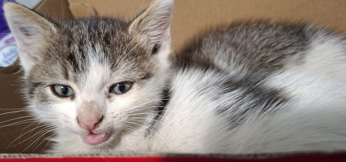 Pisicuta alba pentru adoptie
