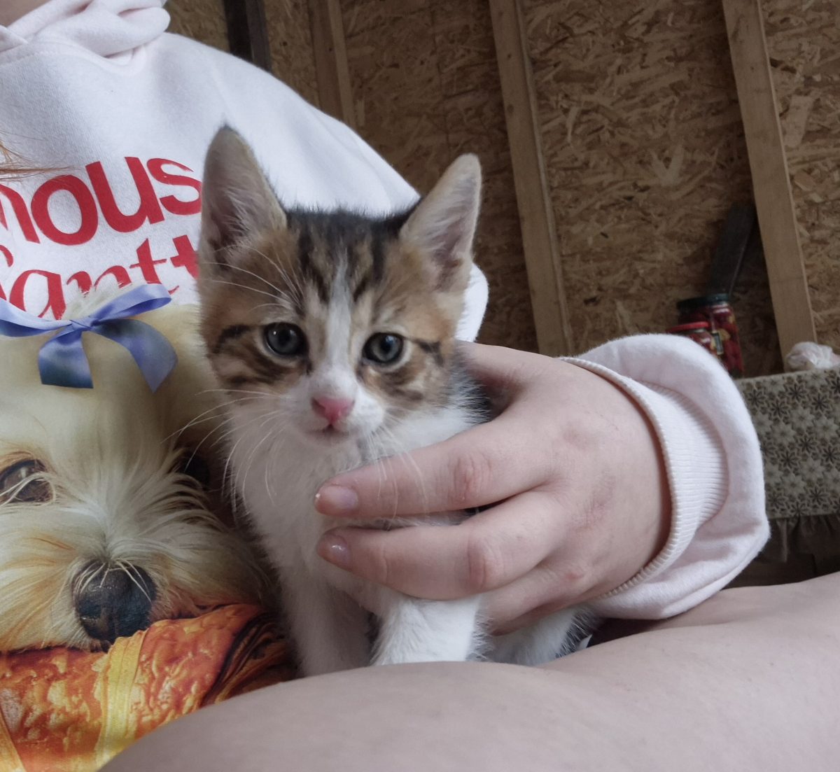 🐾 Ursuleț este gata să-ți cucerească inima!