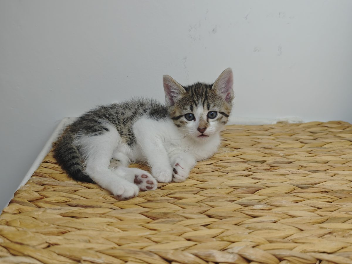 3 puiuți de adoptat