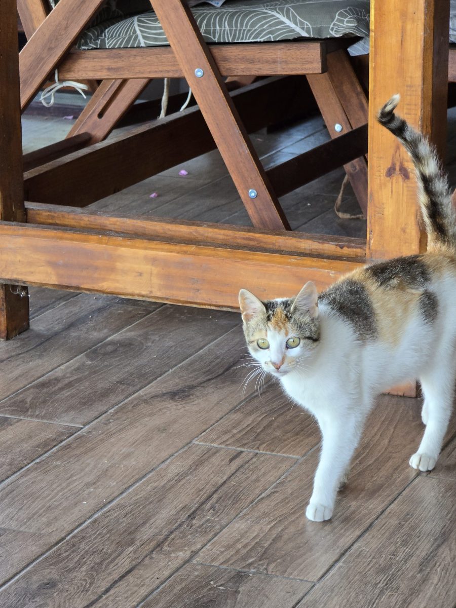 Adopție pui pisicuță – Bănești, Prahova