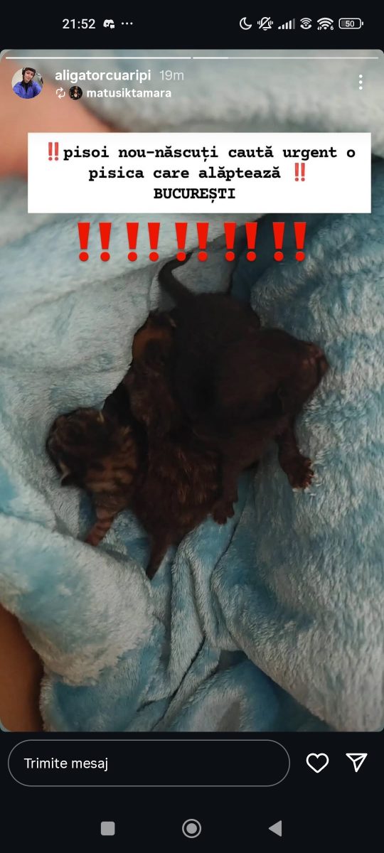 Adopții pisici