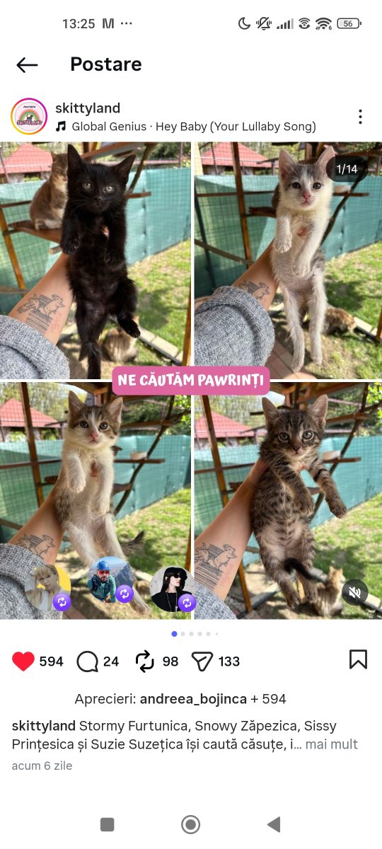 Adopții pisici