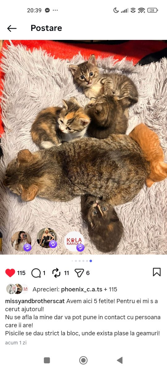 Adopții pisici