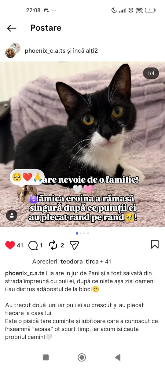 Adopții pisici