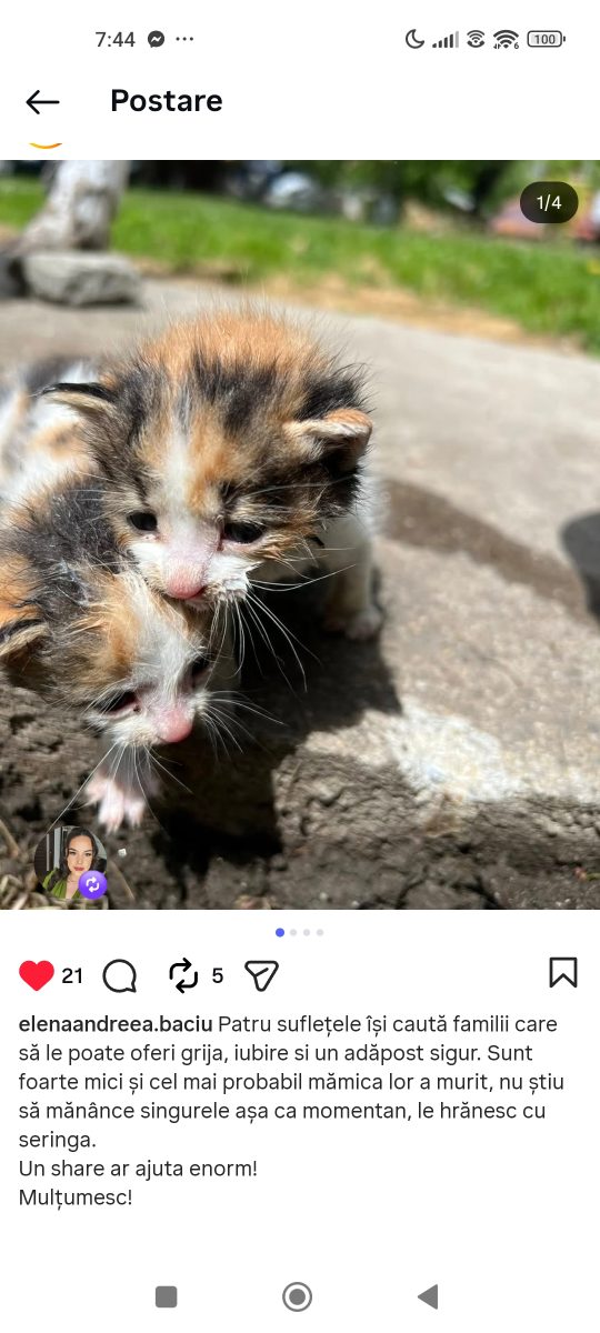 Adopții pisici