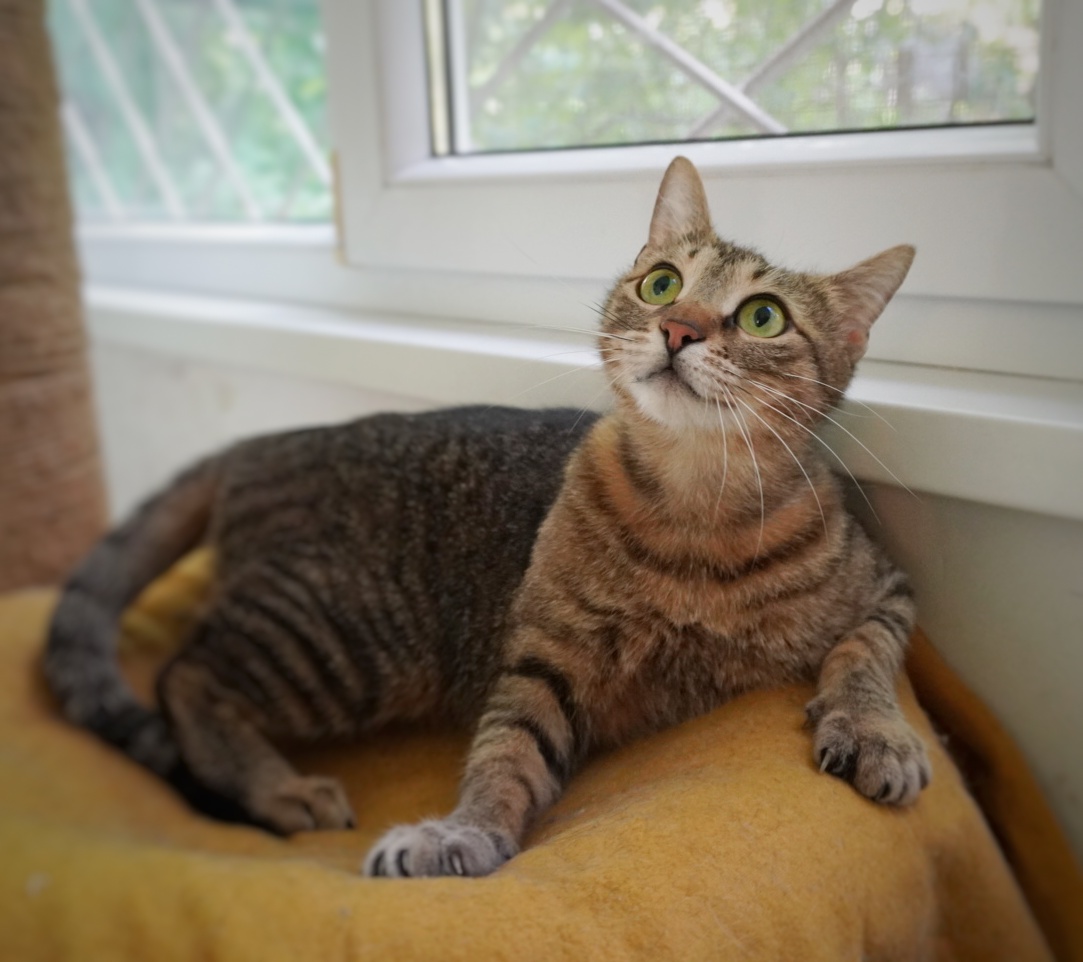 Izzie, cea mai lipicioasă pisică din București