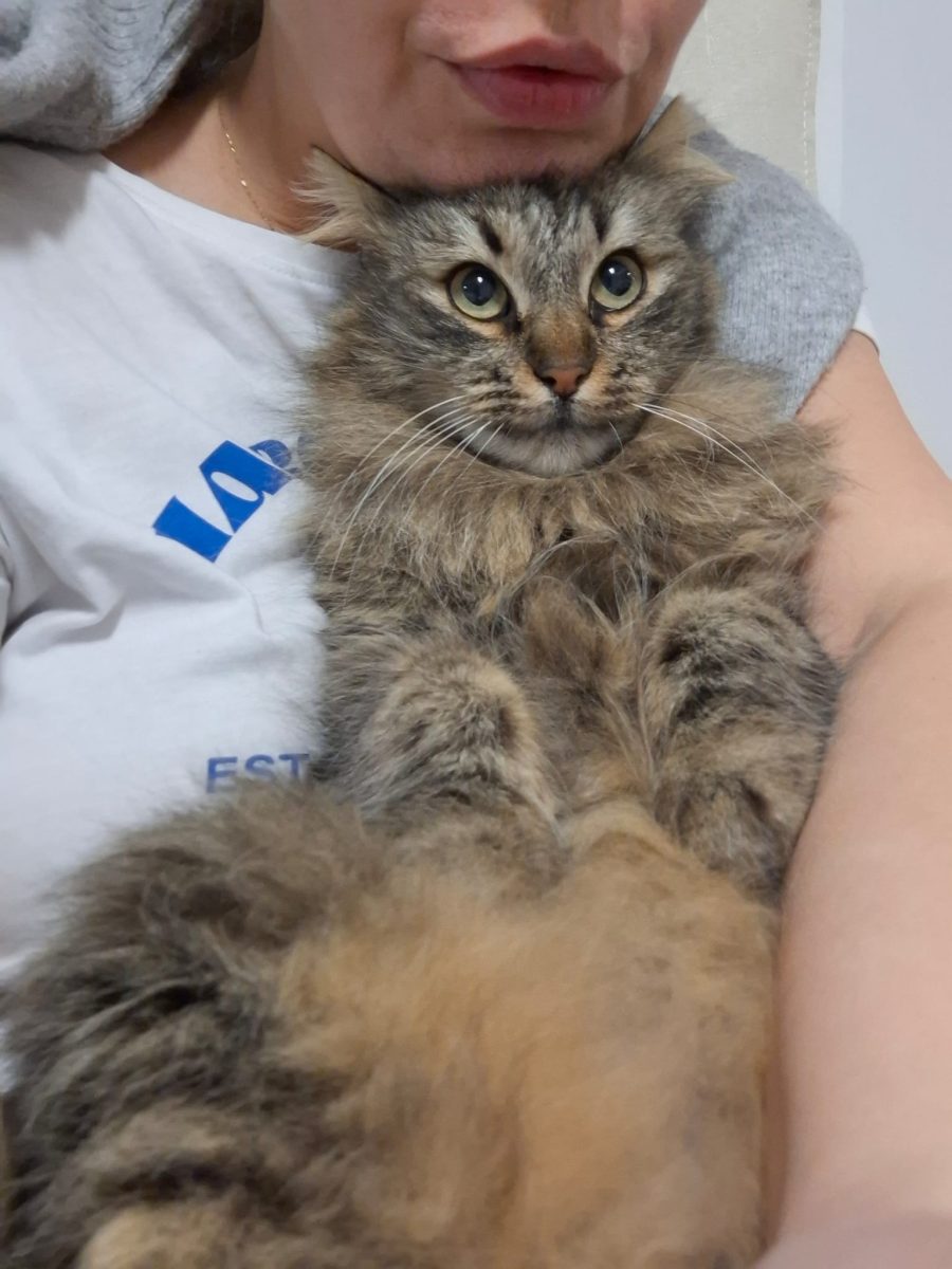 Selina îți va topi inima. Adopt-o!