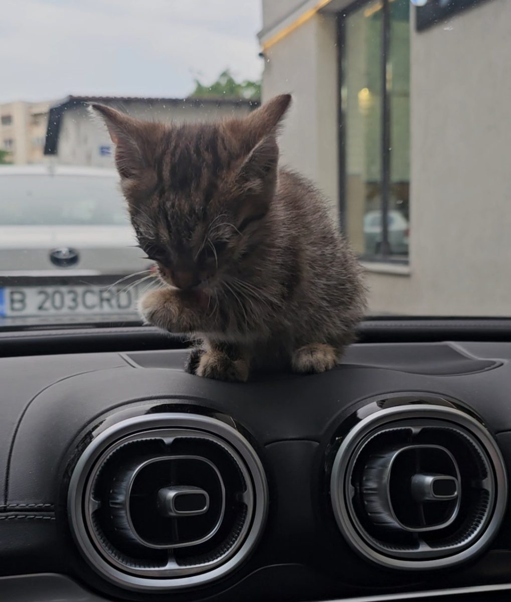 Urgent adoptie pui de pisica