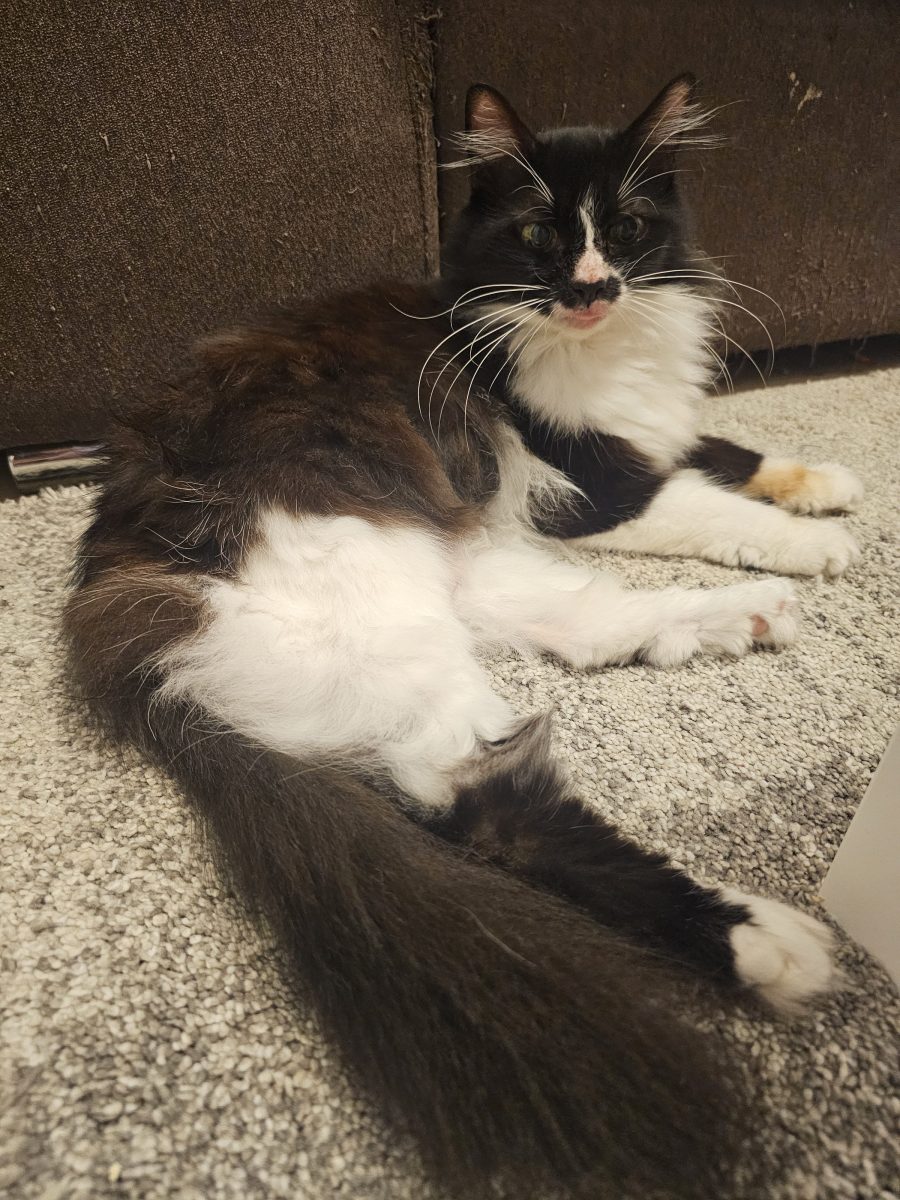 Pisica de adoptat