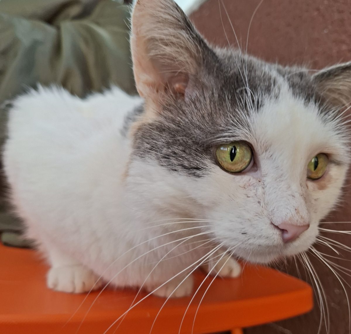 Adoptie motan castrat Martafoi, curte, se aduce in tara