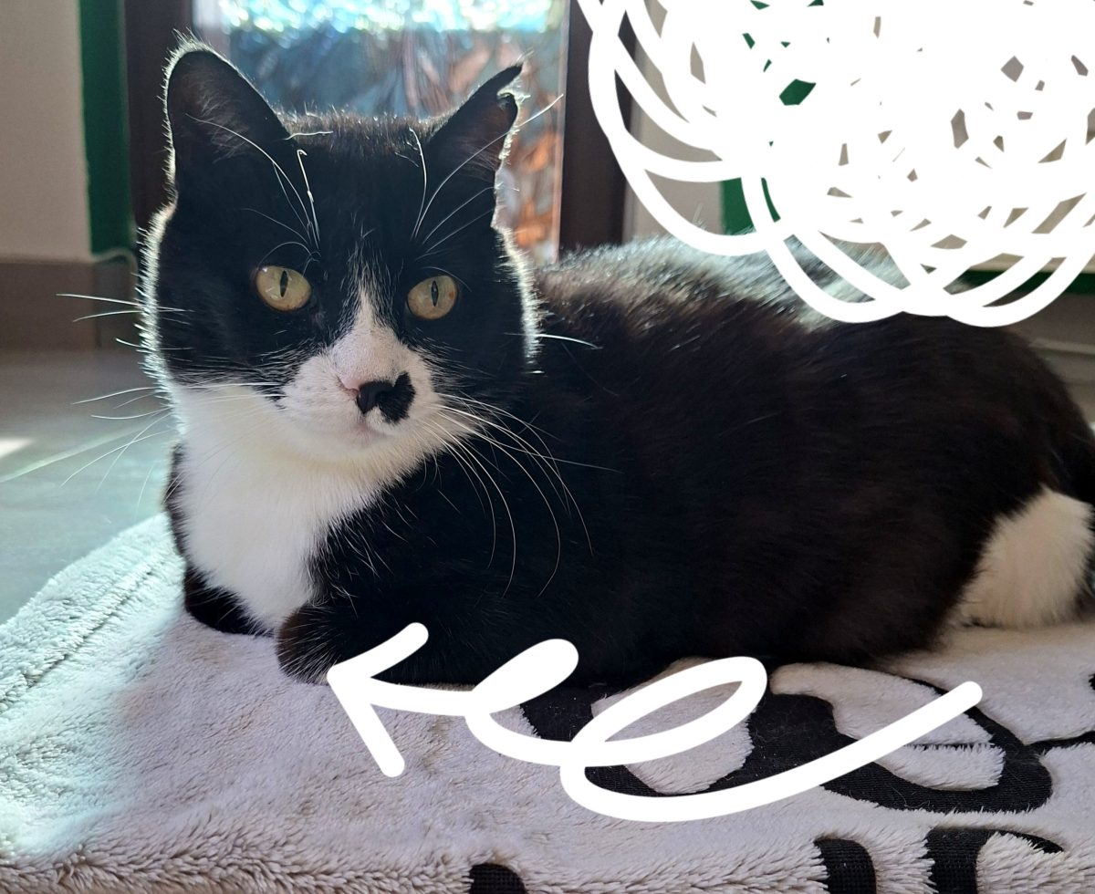 Adoptie pisica curte Martafica