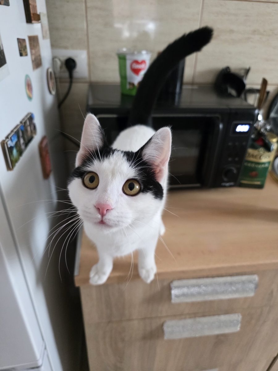 Fetiță 6 luni pentru adoptie