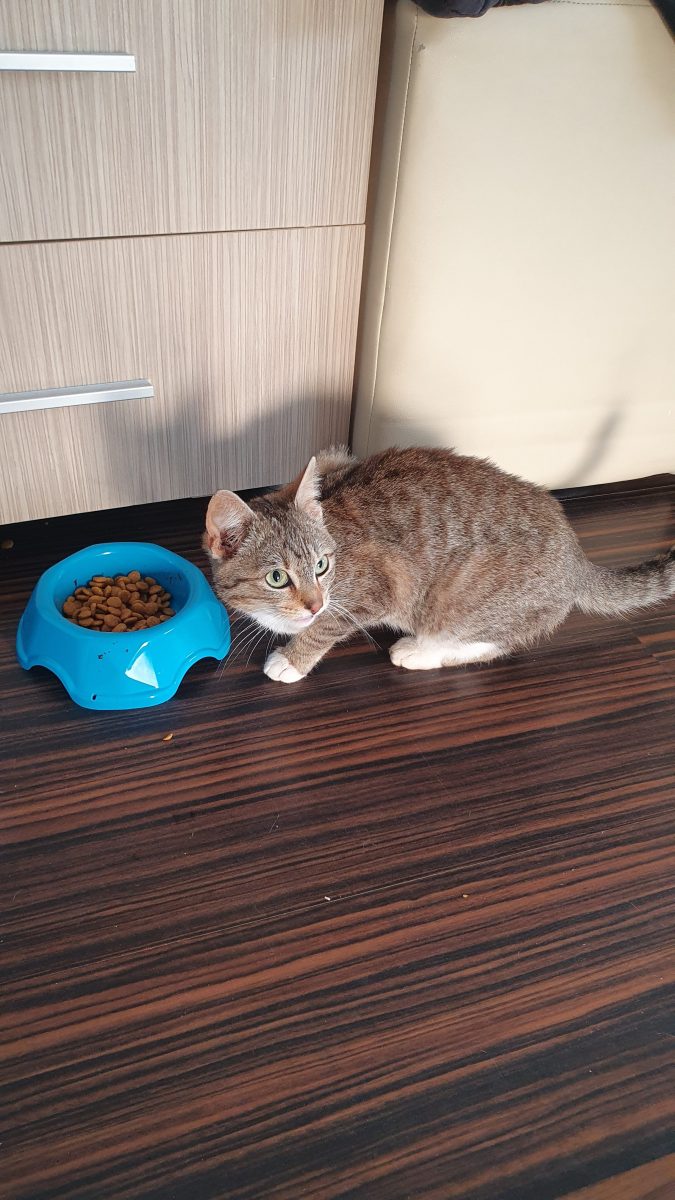 Ofer spre adopție o pisica