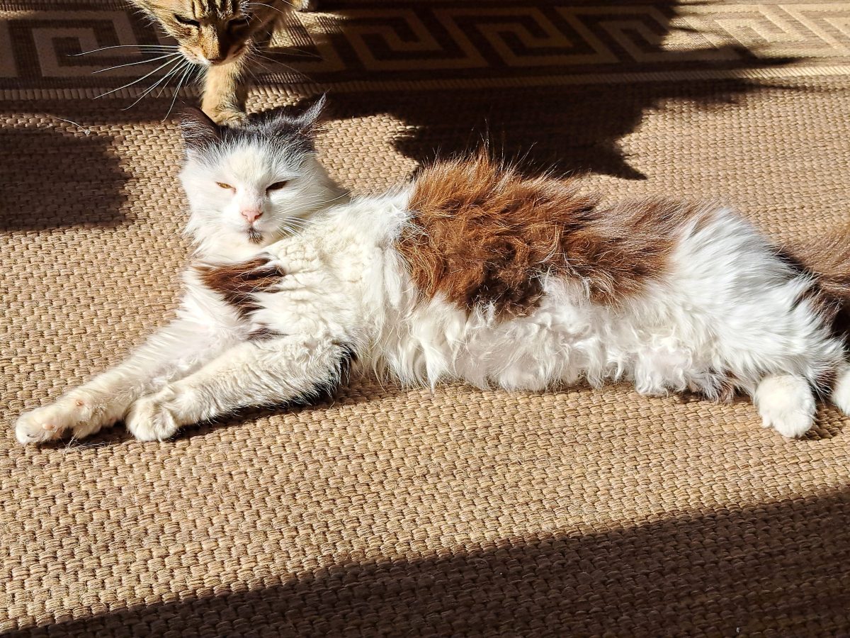 Adoptie pisicuțăcu blană lungă