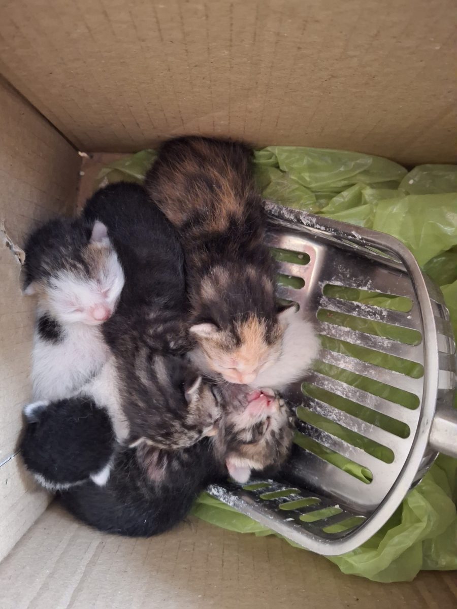 Ofer spre adopție pisică