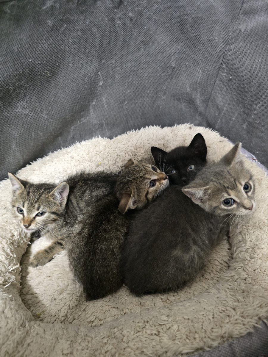 Pui de șase săptămâni caută familie