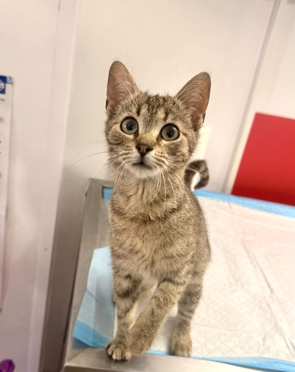 Pisicuta tigrata pentru adoptie