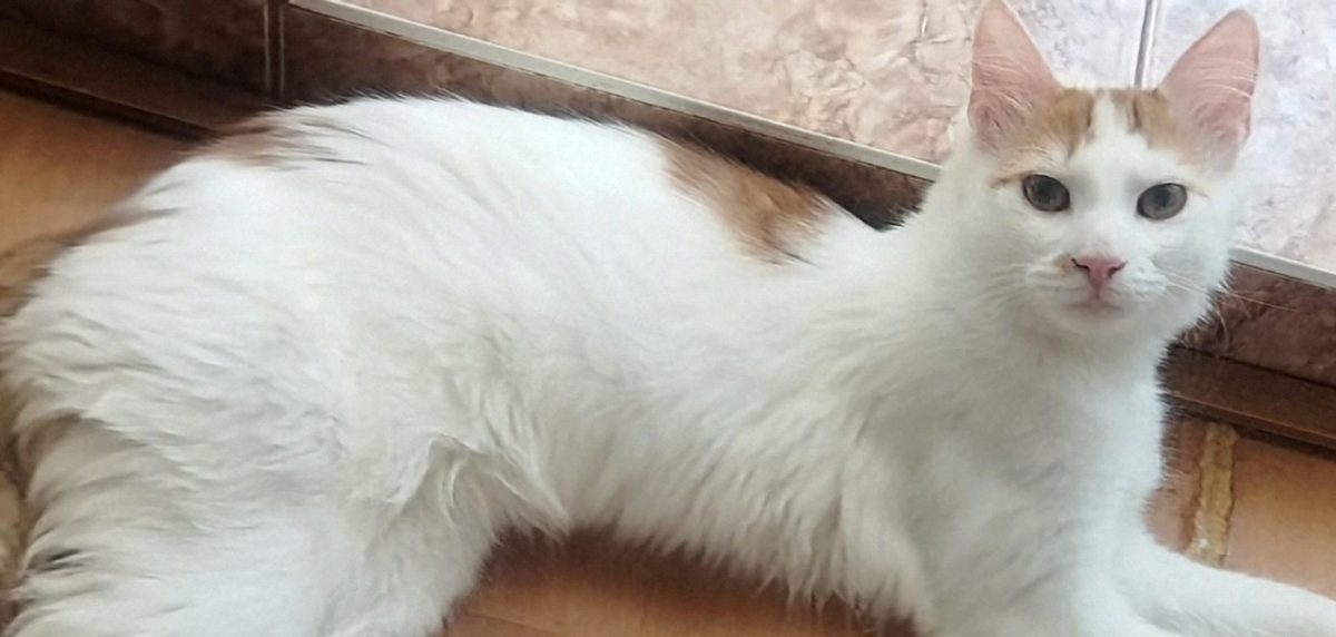 Pe cât de frumos, pe atât de blând și delicat…