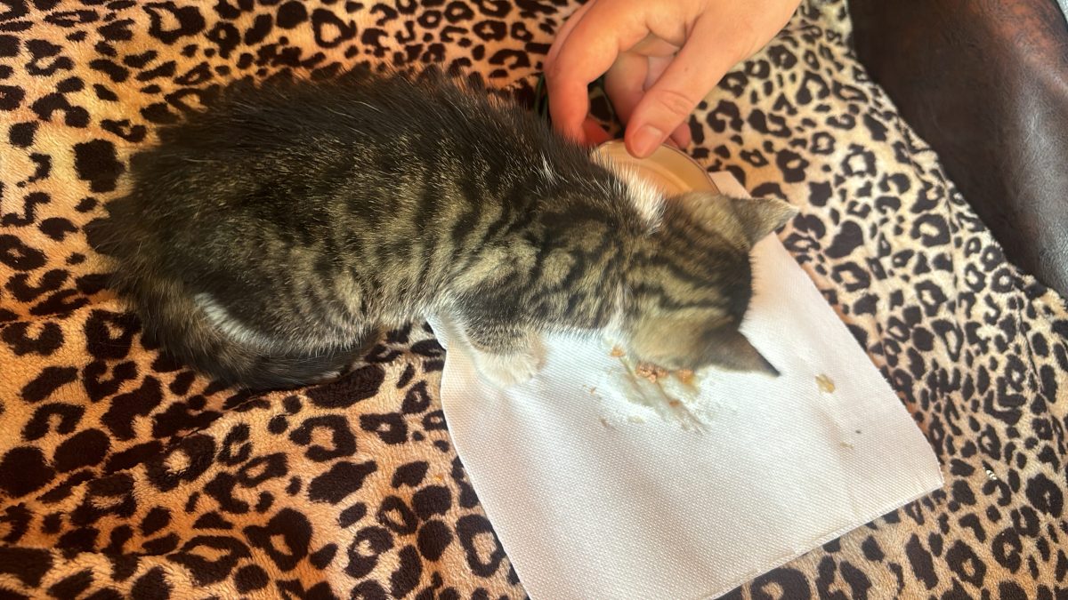 Adoptie pisica iubitoare si blanda