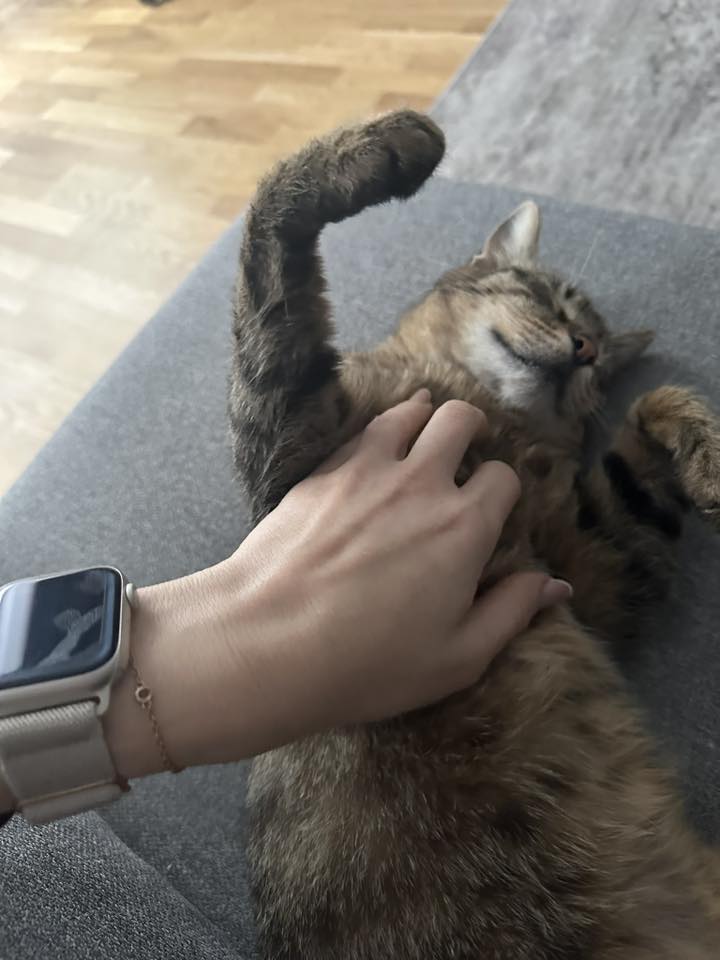 Minnie| 3 ani| sterilizata | vaccinata | deparazitata | Timisoara