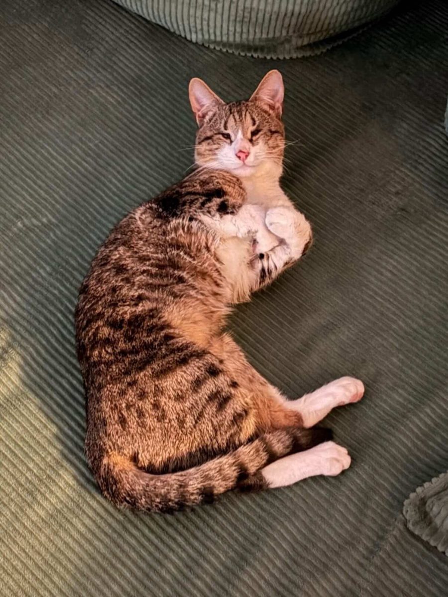 🐾 ADOPȚIE RESPONSABILĂ: Faceți cunoștință cu Stevie, motanul care vede cu sufletul! 💔👉❤️