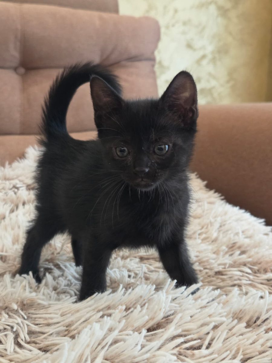 Nera are nevoie de adoptie responsabila