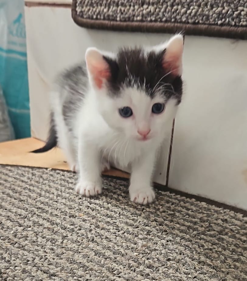 🐾 Își caută o familie iubitoare un puiuț alb cu negru, de aproximativ o lună și jumătate 😊 (încă nu știm sigur dacă este fetiță sau băiețel).