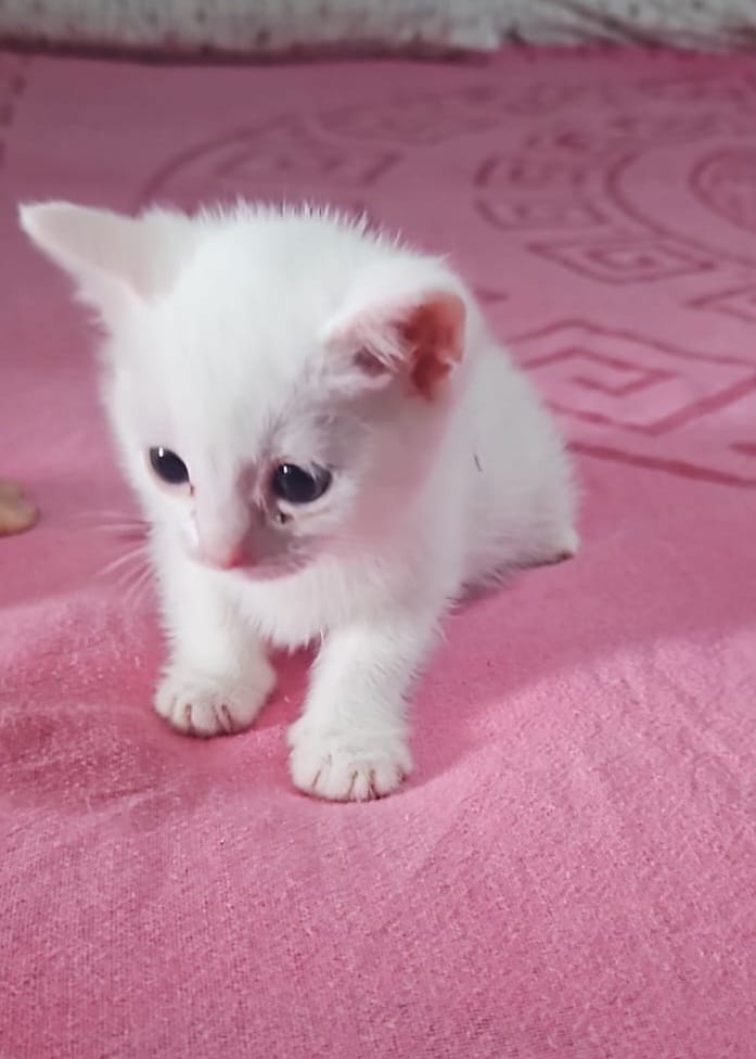 🐾 Spre adopție un puiuț fulg de zapada, de aproximativ o lună și jumătate 😊 (încă nu știm sigur dacă este fetiță sau băiețel).