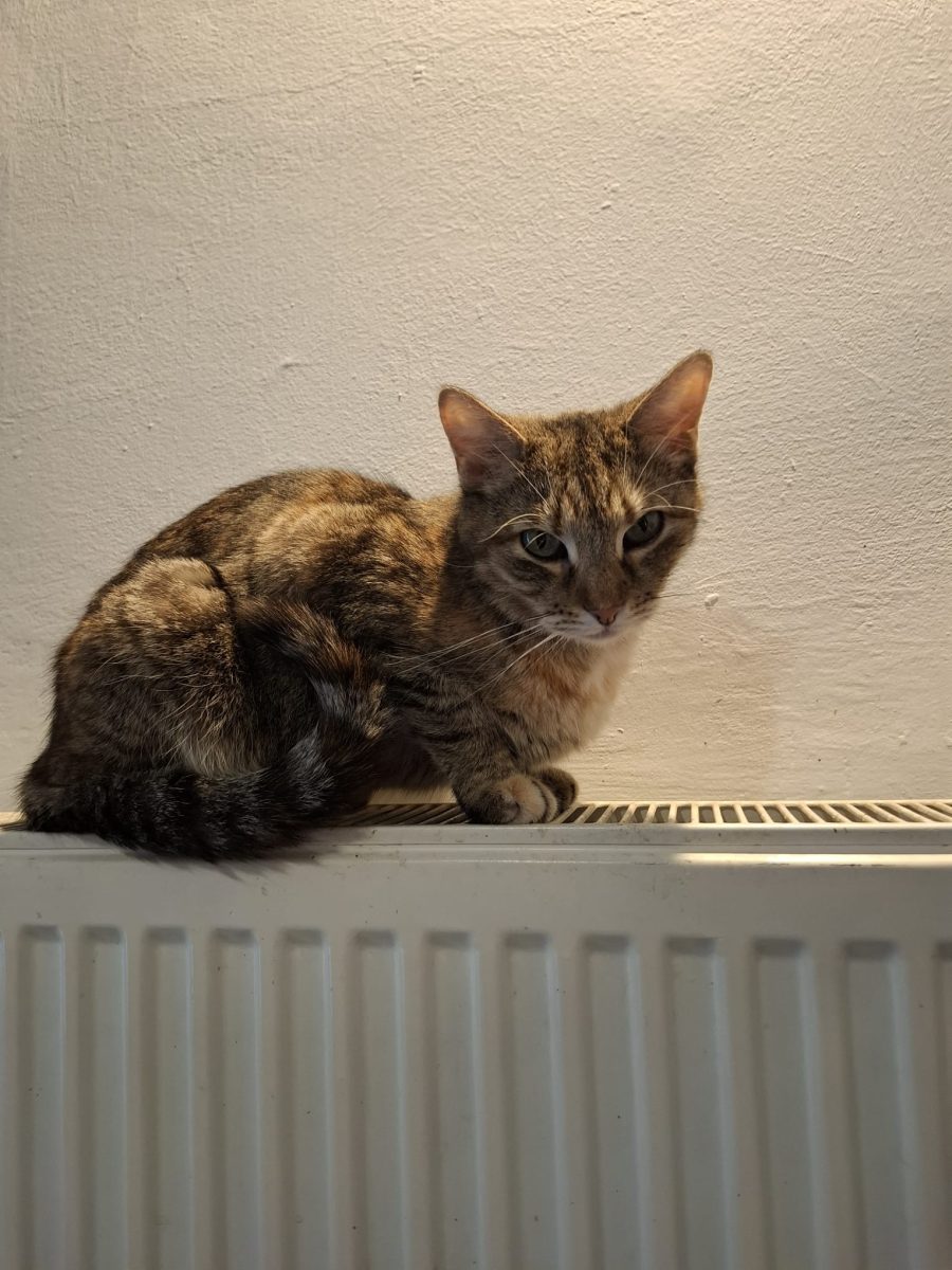 Bella, o pisica finuta abandonata